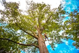 Best Lot and Land Clearing  in East Rutherford, NJ