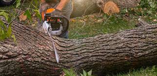 Best Lawn Mowing  in East Rutherford, NJ