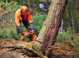 Best Lawn Grading and Leveling  in East Rutherford, NJ