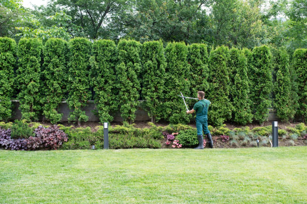 Best Palm Tree Trimming  in East Rutherford, NJ