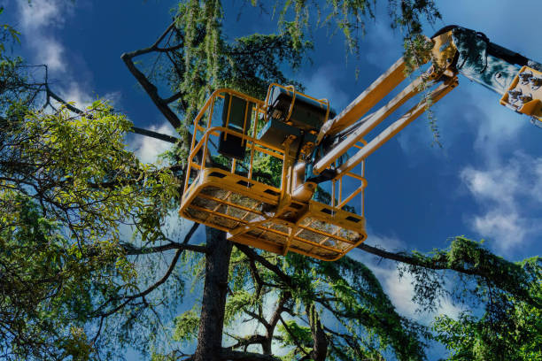Best Aeration Services  in East Rutherford, NJ