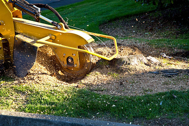 Best Lawn Watering Services  in East Rutherford, NJ