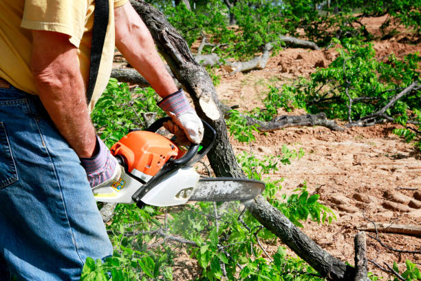 How Our Tree Care Process Works  in  East Rutherford, NJ